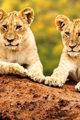 Safari Exotic Vacation_1800 Safari Exotic Vacation_1800