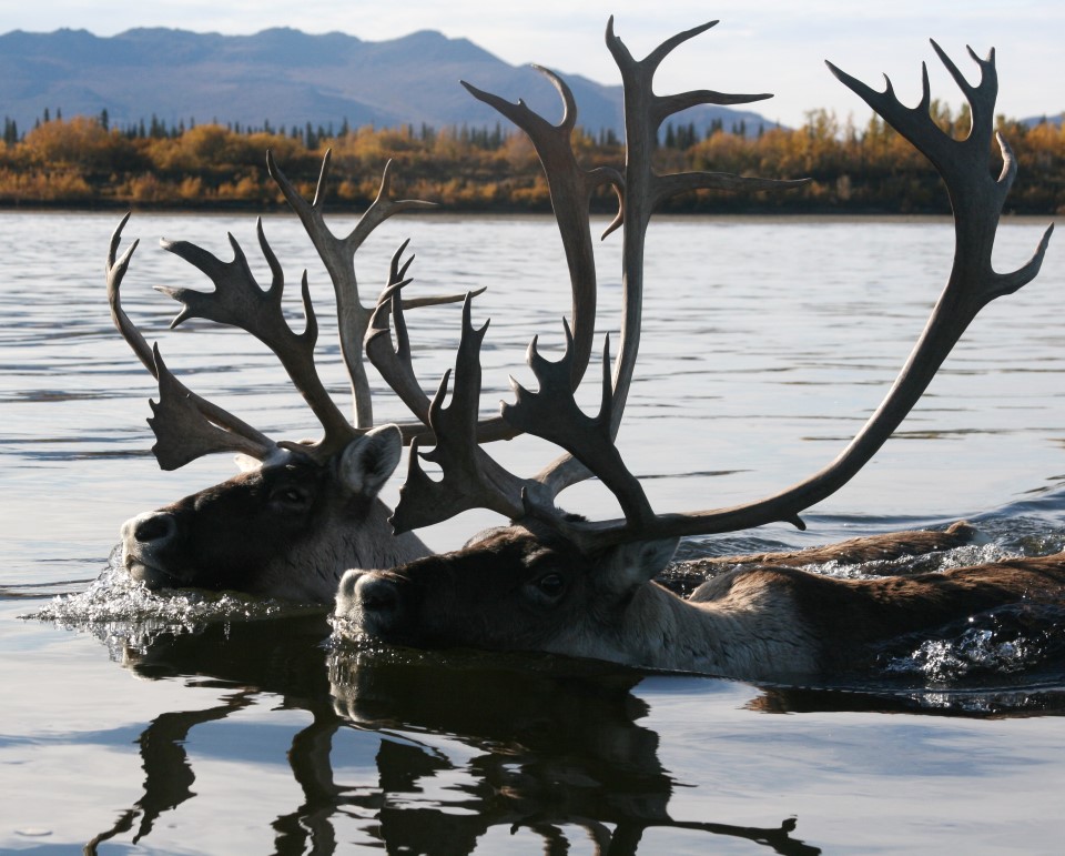 Gates of Artic Caribou